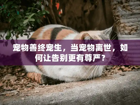 宠物善终宠生，当宠物离世，如何让告别更有尊严？