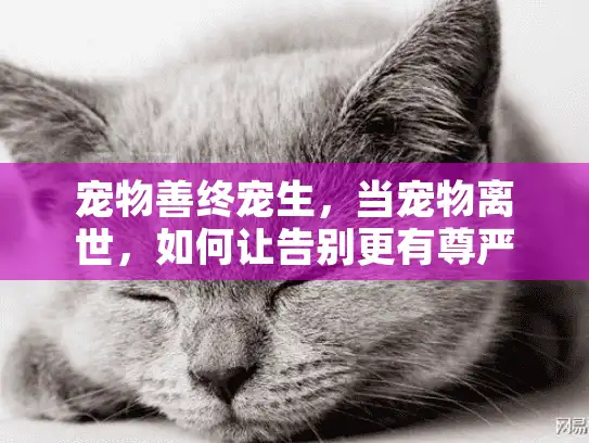 宠物善终宠生，当宠物离世，如何让告别更有尊严？