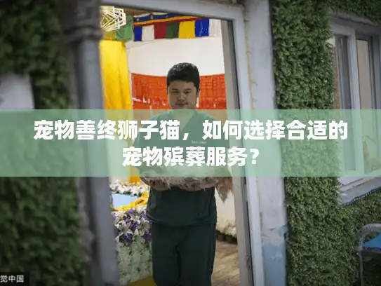 宠物善终狮子猫，如何选择合适的宠物殡葬服务？