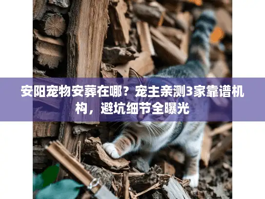 安阳宠物安葬在哪？宠主亲测3家靠谱机构，避坑细节全曝光