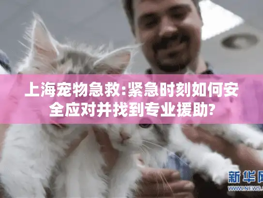 上海宠物急救:紧急时刻如何安全应对并找到专业援助?