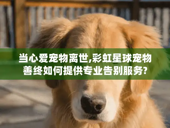 当心爱宠物离世,彩虹星球宠物善终如何提供专业告别服务?