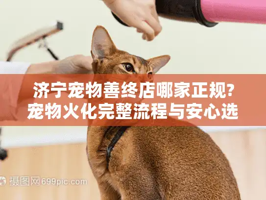 济宁宠物善终店哪家正规?宠物火化完整流程与安心选择指南