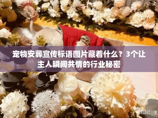 宠物安葬宣传标语图片藏着什么？3个让主人瞬间共情的行业秘密