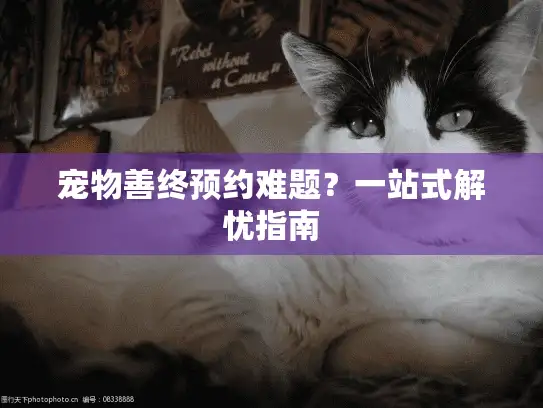 宠物善终预约难题？一站式解忧指南