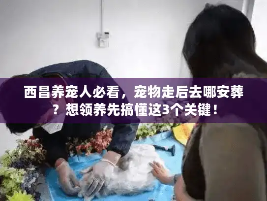 西昌养宠人必看，宠物走后去哪安葬？想领养先搞懂这3个关键！