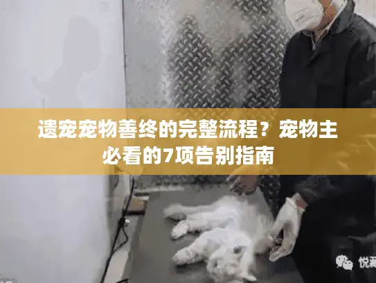 遗宠宠物善终的完整流程？宠物主必看的7项告别指南