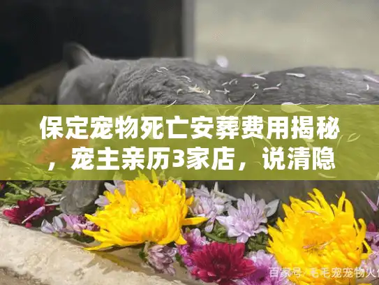 保定宠物死亡安葬费用揭秘，宠主亲历3家店，说清隐藏的收费坑