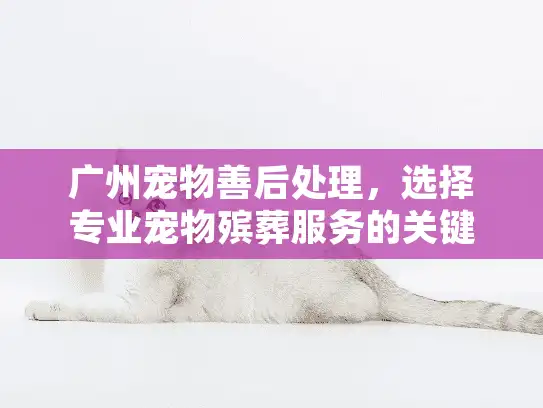 广州宠物善后处理，选择专业宠物殡葬服务的关键指南