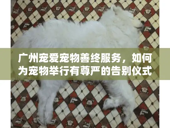 广州宠爱宠物善终服务，如何为宠物举行有尊严的告别仪式？