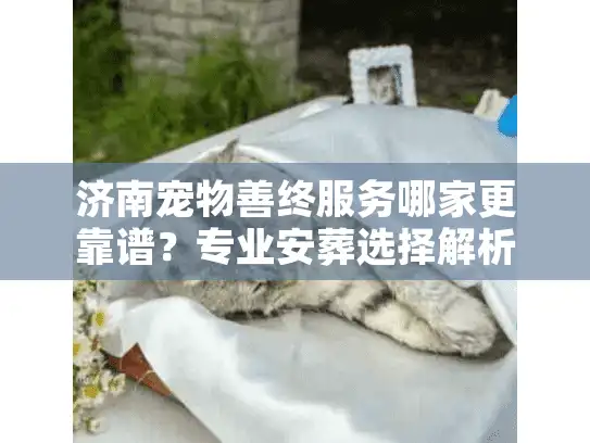 济南宠物善终服务哪家更靠谱？专业安葬选择解析