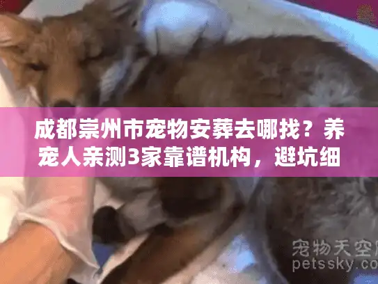 成都崇州市宠物安葬去哪找？养宠人亲测3家靠谱机构，避坑细节全曝光