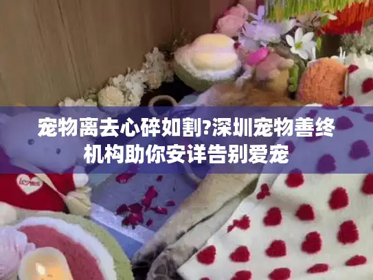 宠物离去心碎如割?深圳宠物善终机构助你安详告别爱宠