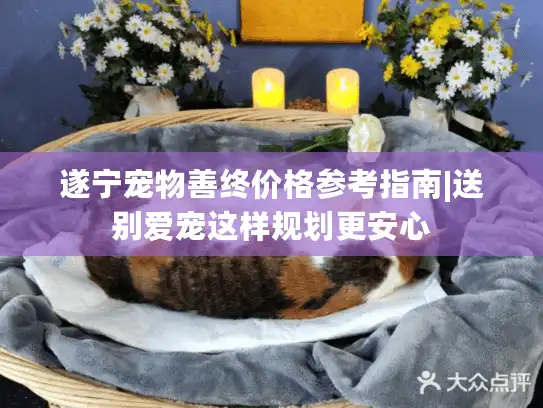 遂宁宠物善终价格参考指南|送别爱宠这样规划更安心