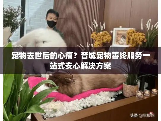 宠物去世后的心痛？晋城宠物善终服务一站式安心解决方案