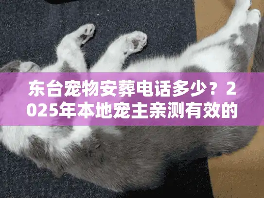 东台宠物安葬电话多少？2025年本地宠主亲测有效的殡葬服务全攻略