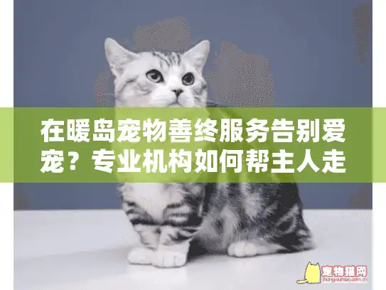 在暖岛宠物善终服务告别爱宠？专业机构如何帮主人走出悲伤