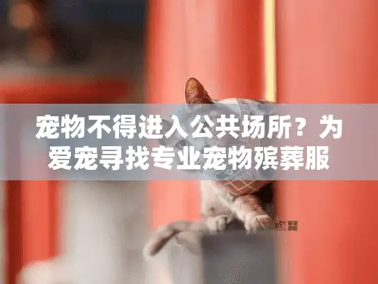 宠物不得进入公共场所？为爱宠寻找专业宠物殡葬服务的暖心解答