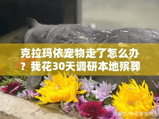 克拉玛依宠物走了怎么办？我花30天调研本地殡葬服务，终于摸清这些隐藏规则