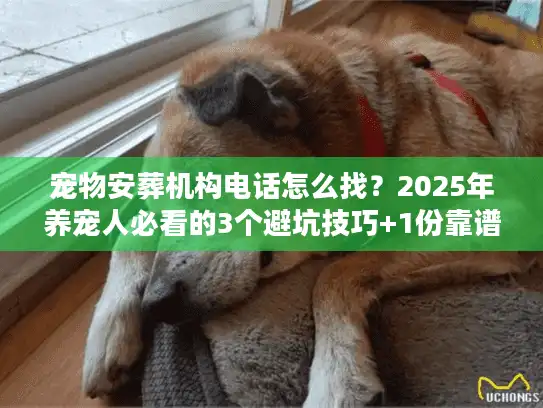 宠物安葬机构电话怎么找？2025年养宠人必看的3个避坑技巧+1份靠谱清单