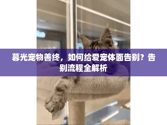 暮光宠物善终，如何给爱宠体面告别？告别流程全解析