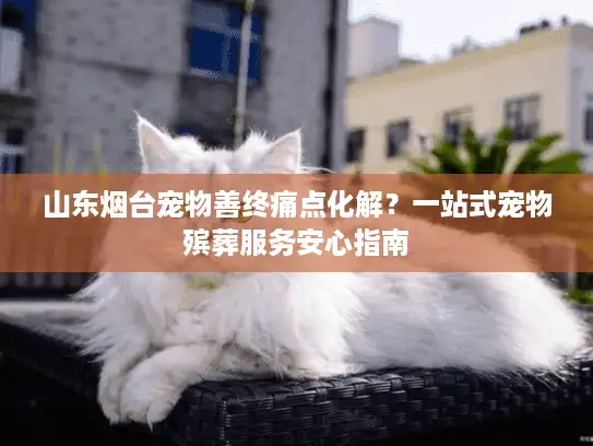 山东烟台宠物善终痛点化解？一站式宠物殡葬服务安心指南