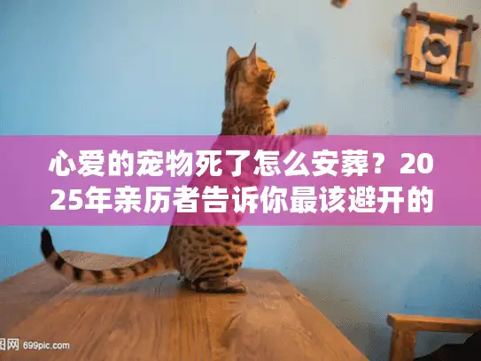 心爱的宠物死了怎么安葬？2025年亲历者告诉你最该避开的3个坑