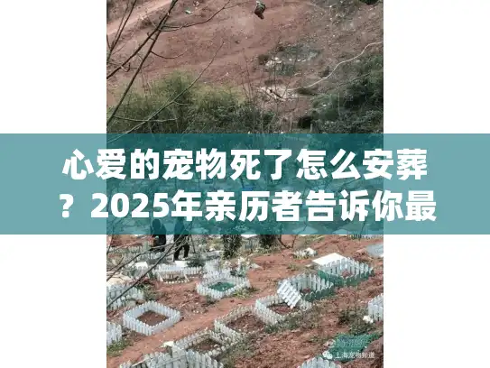心爱的宠物死了怎么安葬？2025年亲历者告诉你最该避开的3个坑