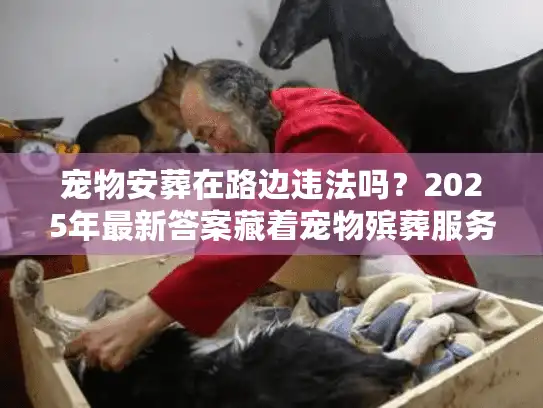 宠物安葬在路边违法吗？2025年最新答案藏着宠物殡葬服务的关键选择