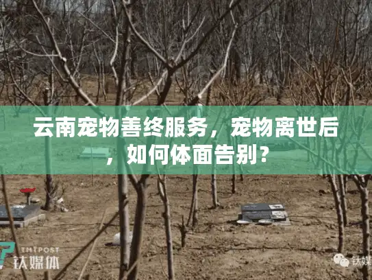 云南宠物善终服务，宠物离世后，如何体面告别？