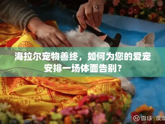 海拉尔宠物善终，如何为您的爱宠安排一场体面告别？