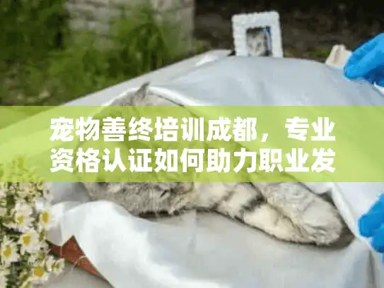 宠物善终培训成都，专业资格认证如何助力职业发展？