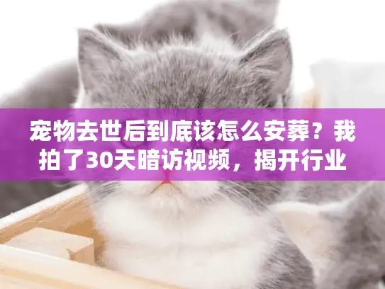 宠物去世后到底该怎么安葬？我拍了30天暗访视频，揭开行业最真实的答案