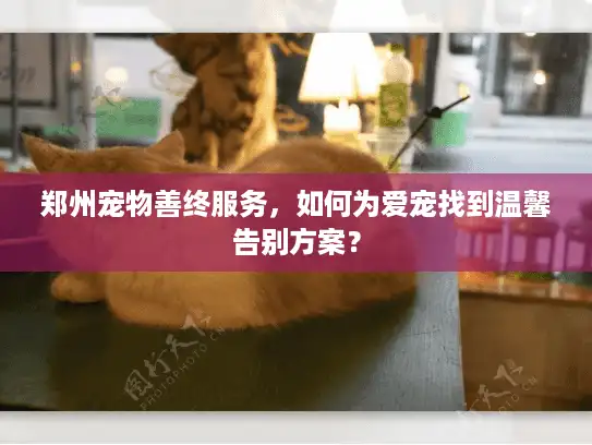 郑州宠物善终服务，如何为爱宠找到温馨告别方案？