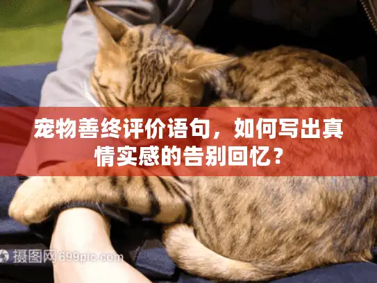 宠物善终评价语句，如何写出真情实感的告别回忆？