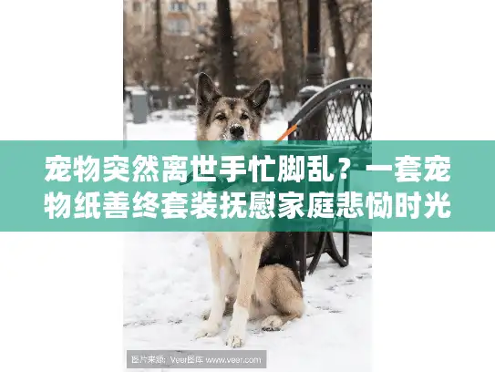 宠物突然离世手忙脚乱？一套宠物纸善终套装抚慰家庭悲恸时光