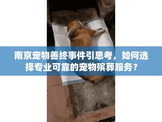 南京宠物善终事件引思考，如何选择专业可靠的宠物殡葬服务？