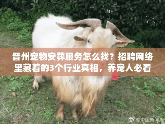 晋州宠物安葬服务怎么找？招聘网络里藏着的3个行业真相，养宠人必看！
