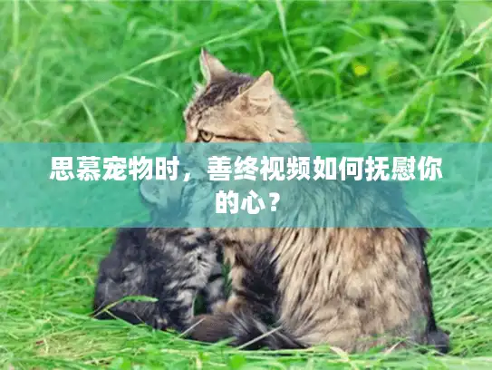 思慕宠物时，善终视频如何抚慰你的心？