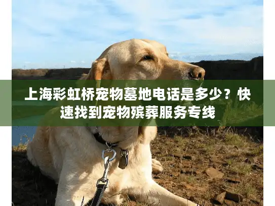 上海彩虹桥宠物墓地电话是多少？快速找到宠物殡葬服务专线