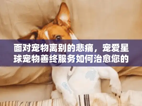 面对宠物离别的悲痛，宠爱星球宠物善终服务如何治愈您的心灵？