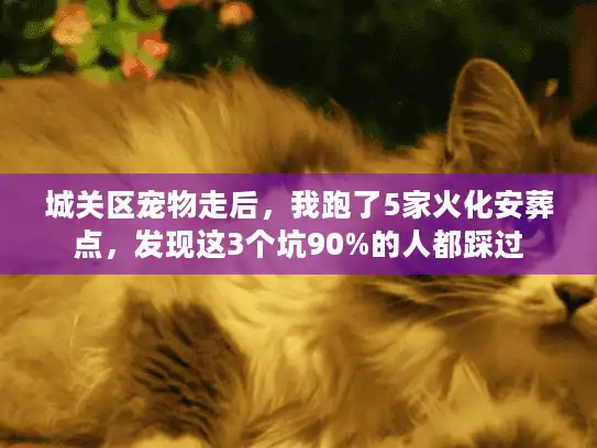 城关区宠物走后，我跑了5家火化安葬点，发现这3个坑90%的人都踩过