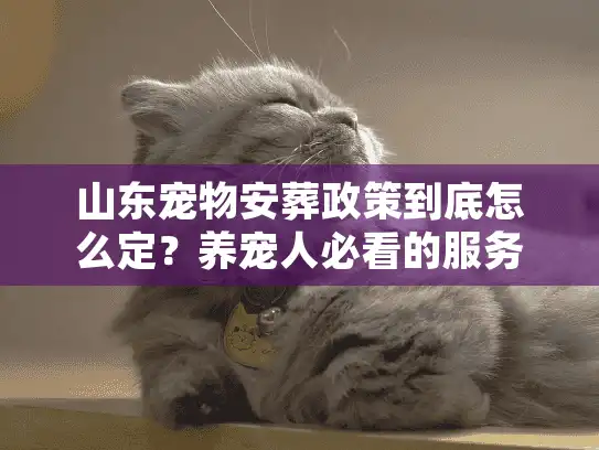 山东宠物安葬政策到底怎么定？养宠人必看的服务合规指南与实战避坑
