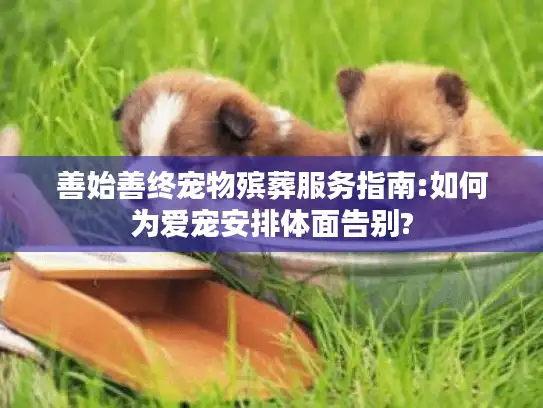 善始善终宠物殡葬服务指南:如何为爱宠安排体面告别?