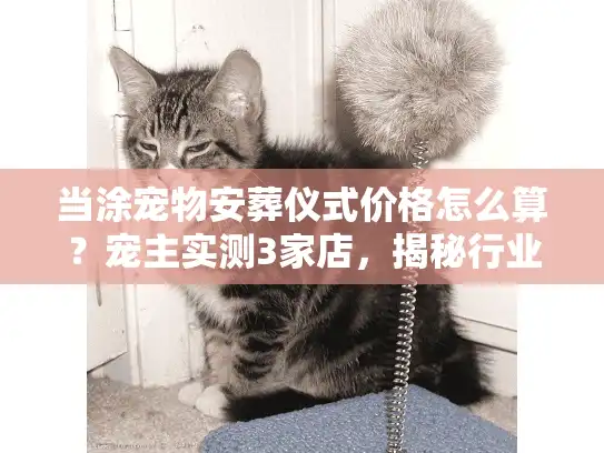 当涂宠物安葬仪式价格怎么算？宠主实测3家店，揭秘行业不踩坑细节