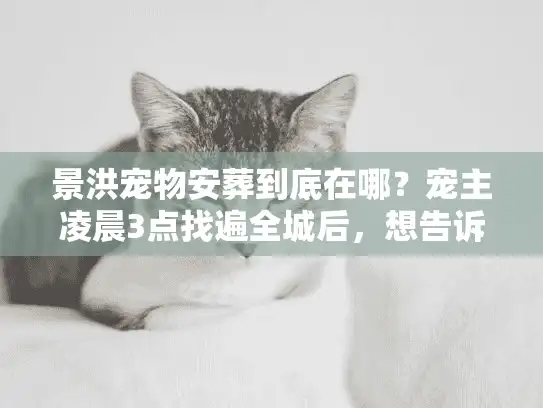 景洪宠物安葬到底在哪？宠主凌晨3点找遍全城后，想告诉你这些真相