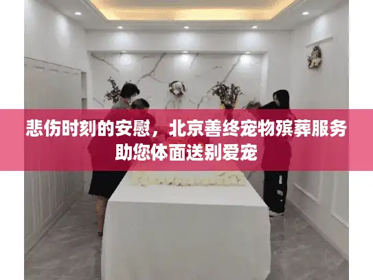 悲伤时刻的安慰，北京善终宠物殡葬服务助您体面送别爱宠
