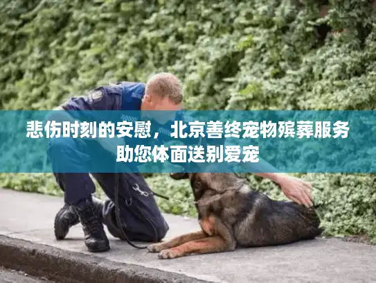 悲伤时刻的安慰，北京善终宠物殡葬服务助您体面送别爱宠