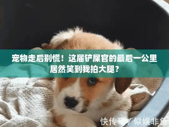 宠物走后别慌！这届铲屎官的最后一公里居然笑到我拍大腿？
