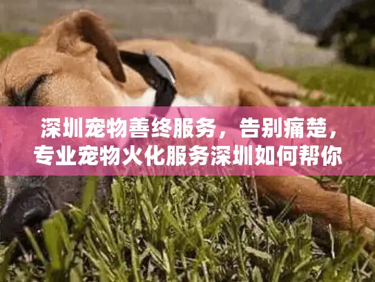 深圳宠物善终服务，告别痛楚，专业宠物火化服务深圳如何帮你？